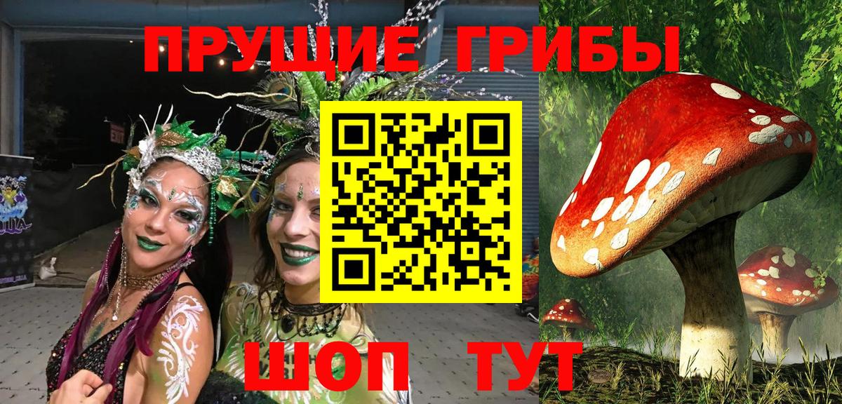 Камень-на-Оби  Псилоцибиновые грибы Cubensis  Вход с VPN 